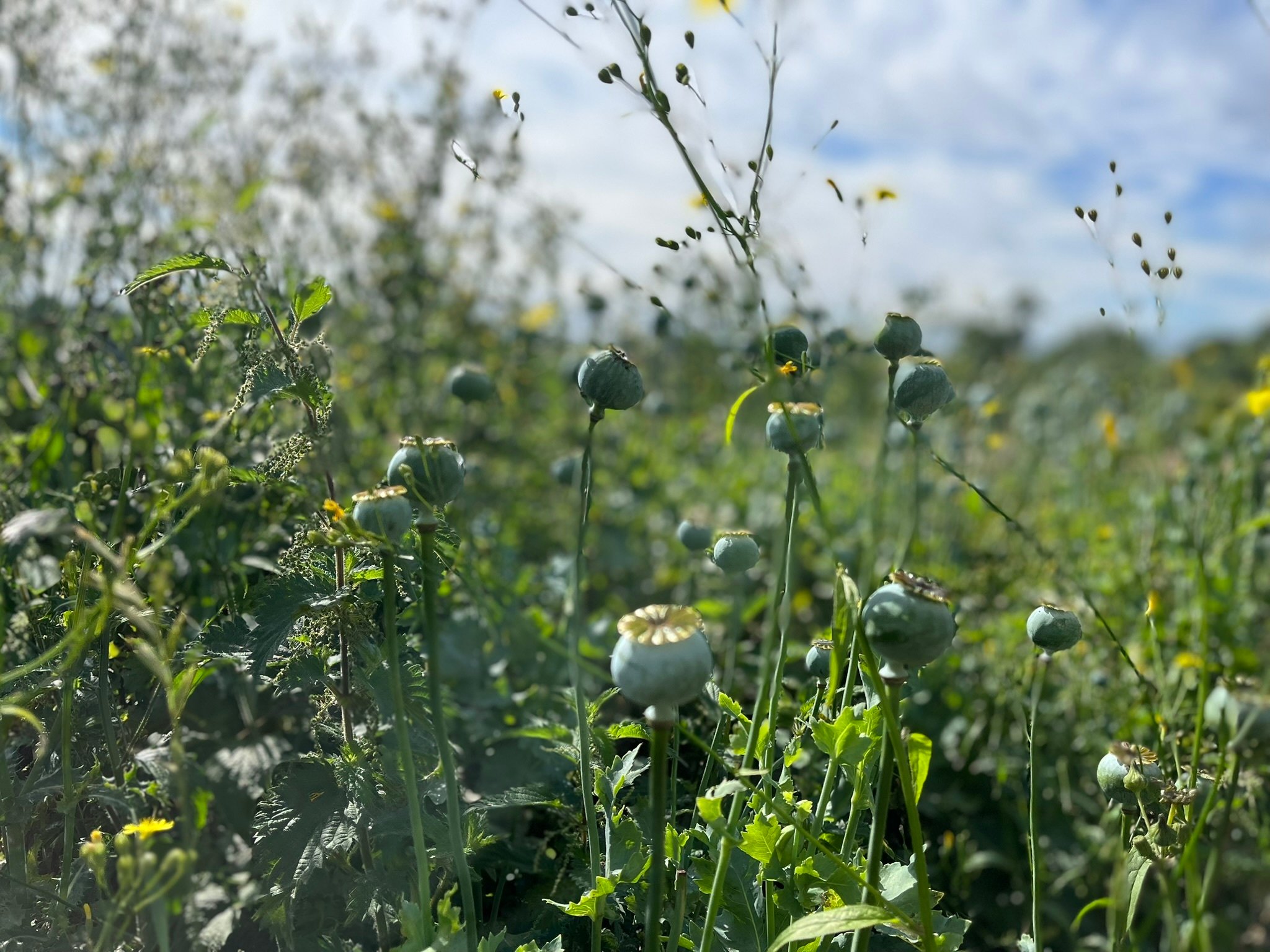 wildflowers 