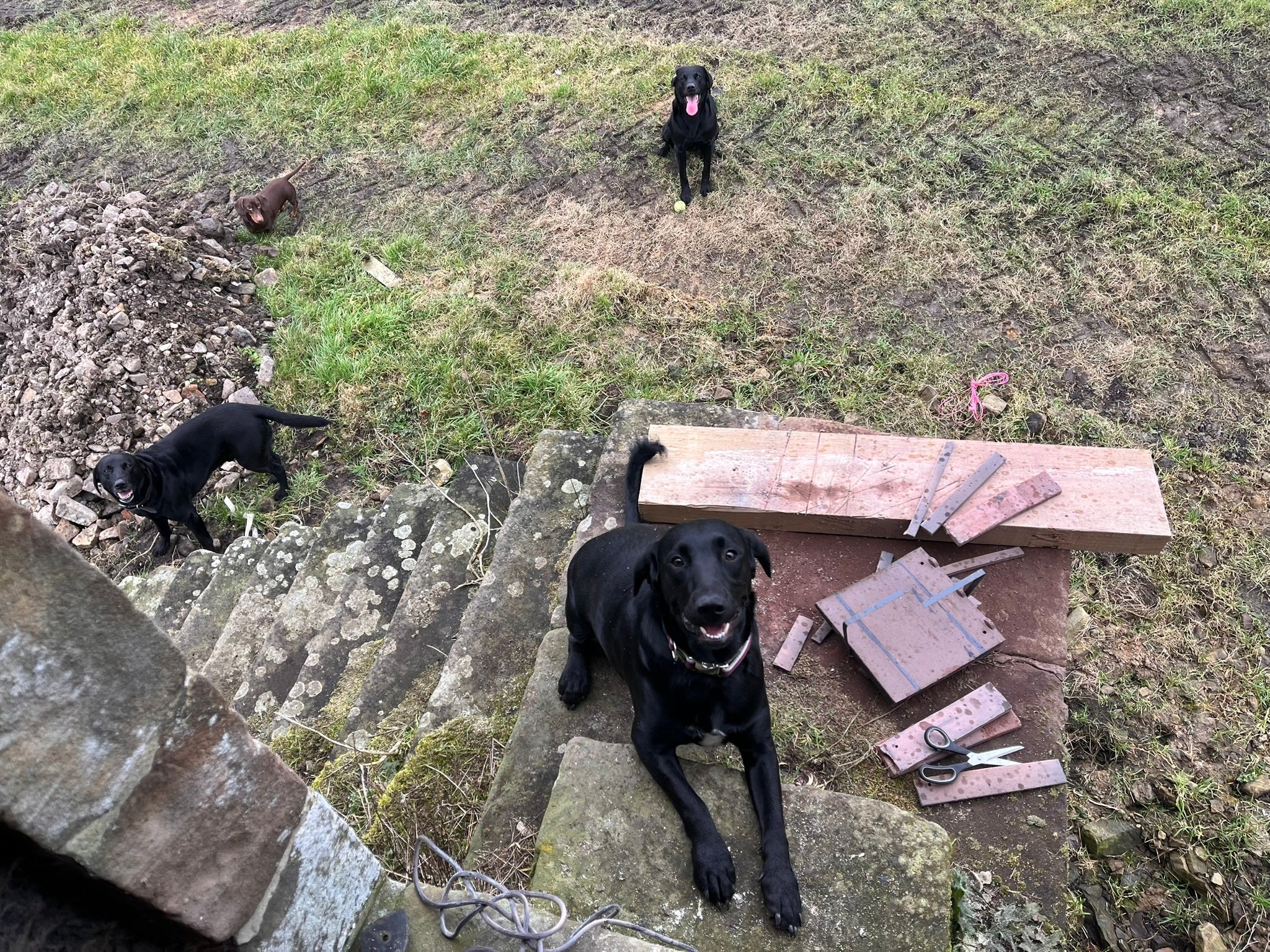 dogs on the stairs 